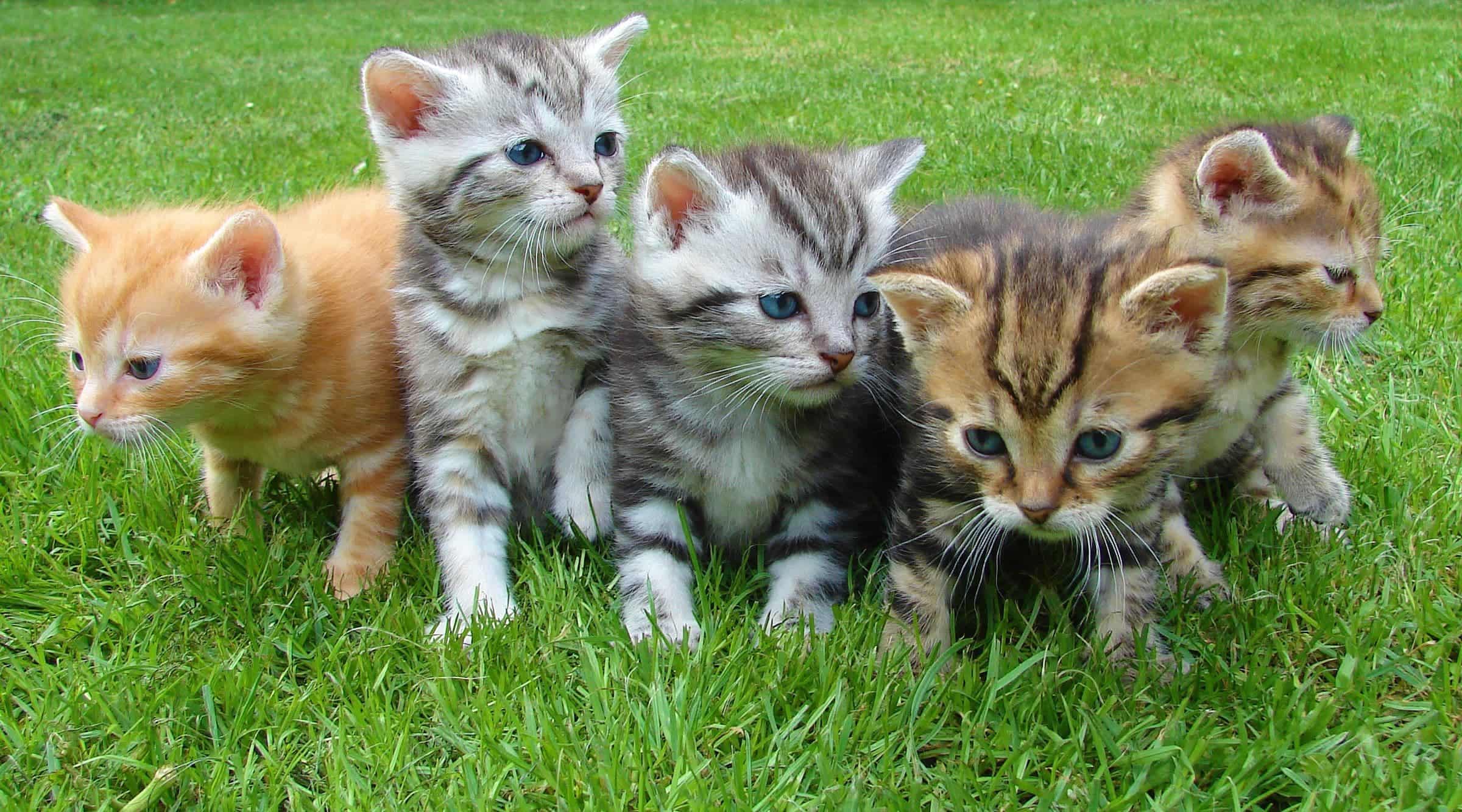 Gatito rescatado en adopción