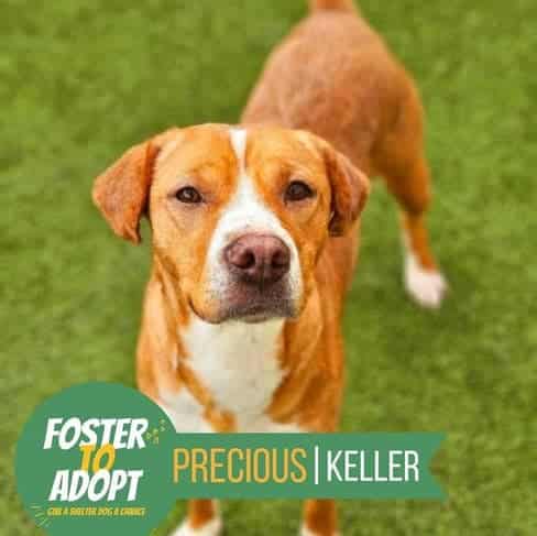 Perro rescatado en adopción