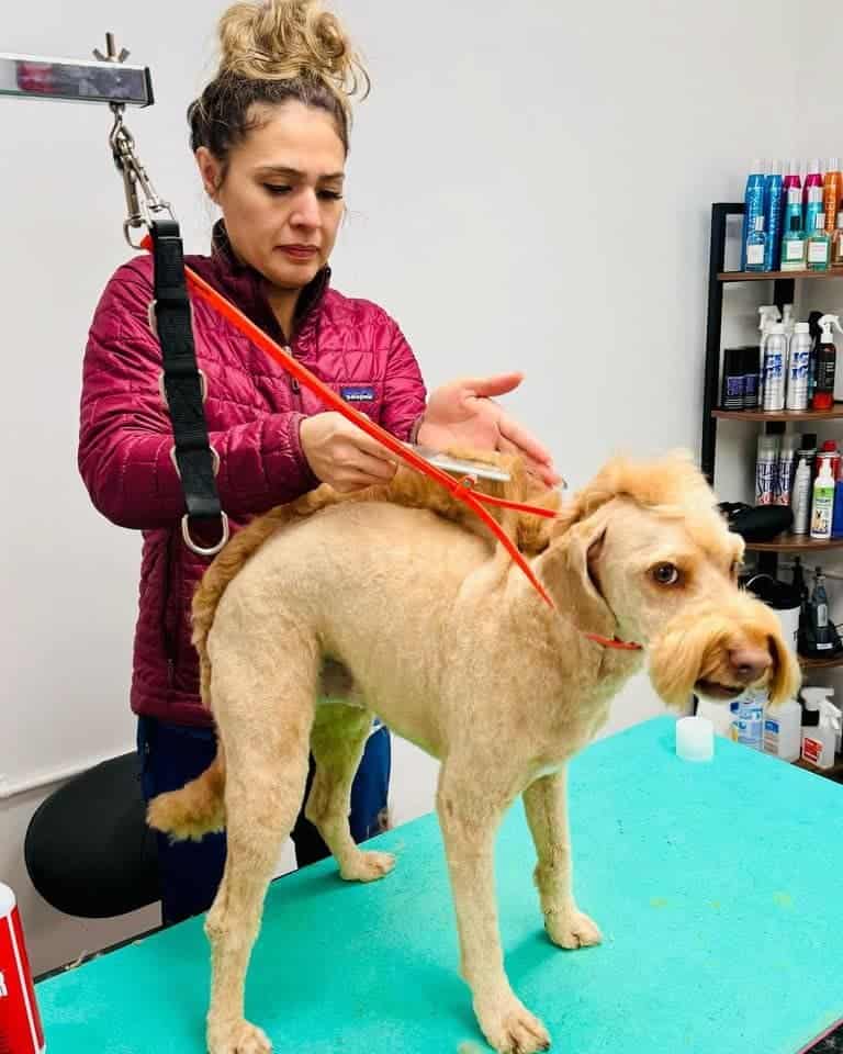 Sesión de peluquería canina